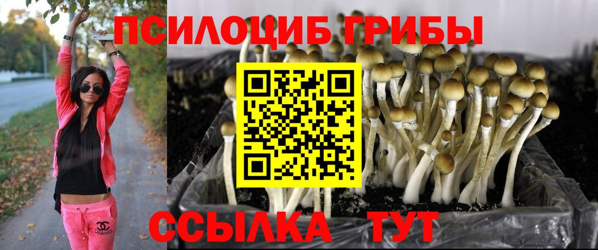 Оренбург  Псилоцибиновые грибы Psilocybe  Вход с VPN 